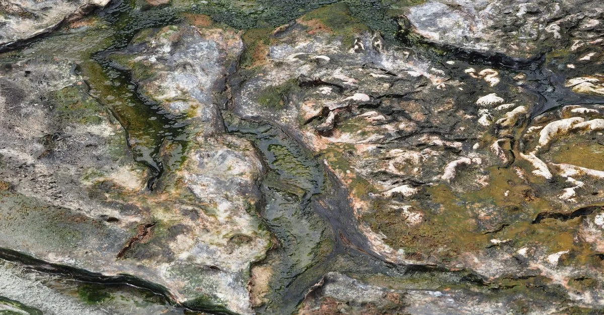 service professionnel d'élimination des algues pour préserver la propreté et la santé de vos surfaces et espaces aquatiques.