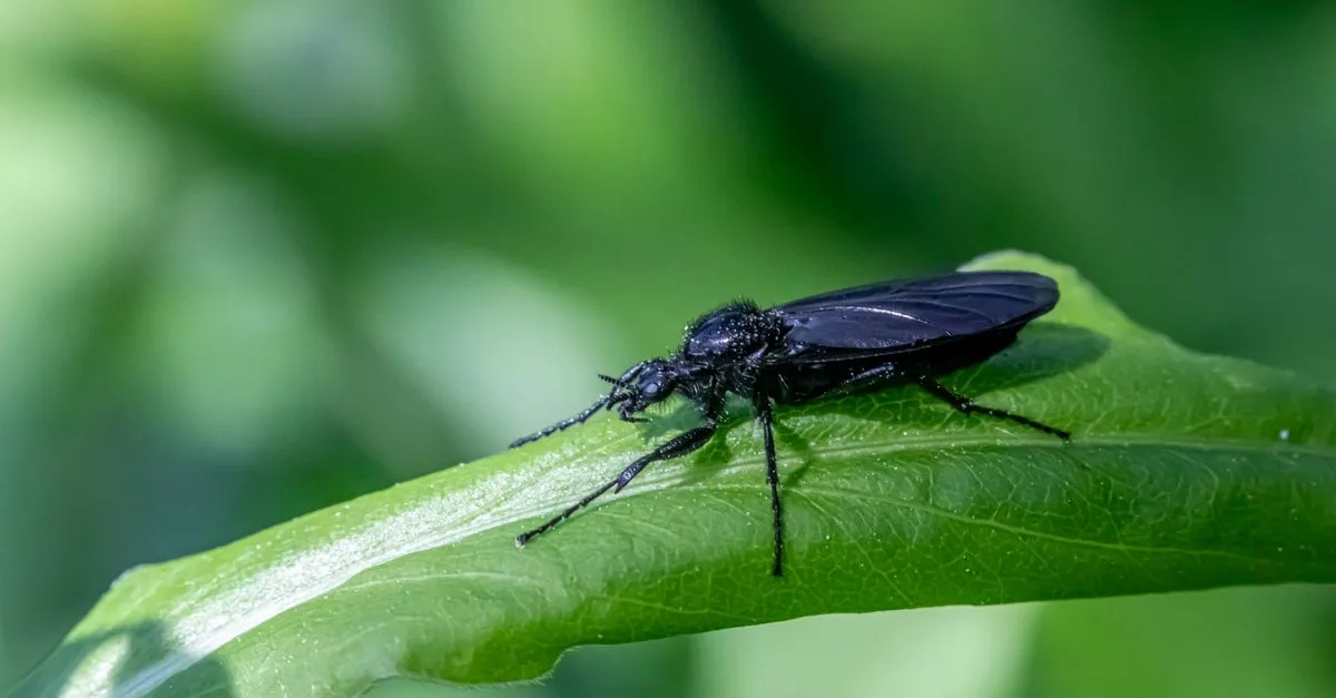 découvrez tout sur les insectes noirs volants : caractéristiques, habitat, et comment les identifier facilement.
