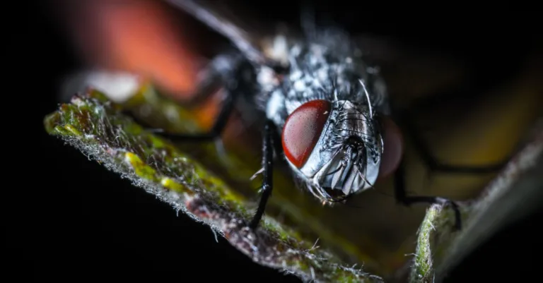 découvrez tout sur les insectes volants noirs : identification, habitat, comportement et conseils pour les repérer ou s'en protéger efficacement.