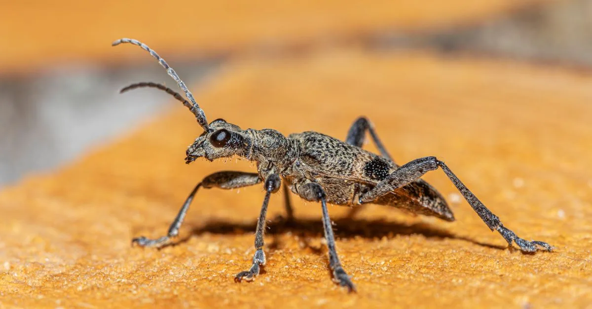 identifiez facilement les insectes noirs grâce à notre guide complet d'identification, comprenant leurs caractéristiques, habitats et conseils pratiques.