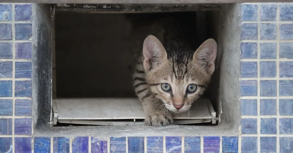 achetez une chatière pratique et facile à installer pour permettre à votre chat de rentrer et sortir librement tout en gardant votre maison sécurisée.