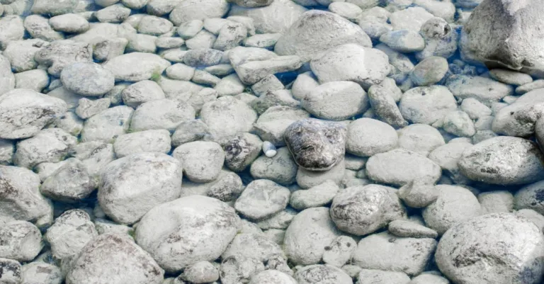 revêtement de piscine gris durable et résistant, idéal pour protéger et embellir votre bassin avec une finition élégante.