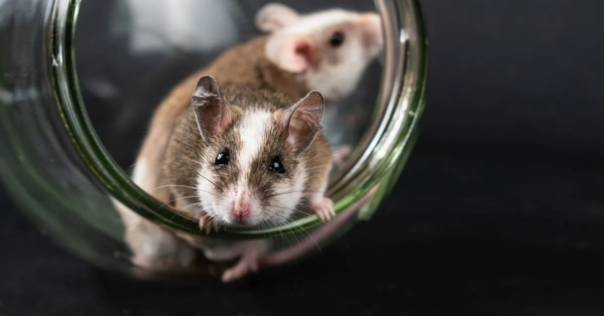 découvrez la symbolique de la souris, un petit animal chargé de significations culturelles et spirituelles à travers le monde.
