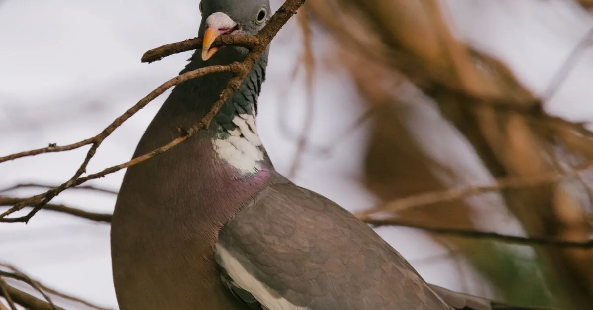 découvrez la symbolique du nid de pigeon, un symbole de paix, de foyer et de protection dans différentes cultures et traditions.
