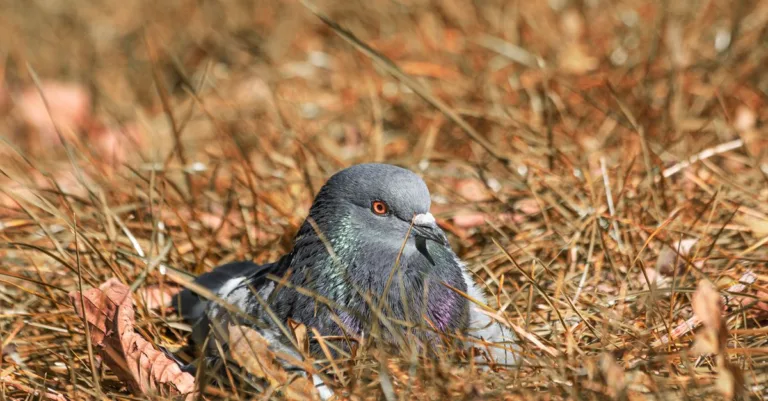 découvrez la symbolique du nid de pigeon, un symbole de protection, de foyer et de paix dans différentes cultures.