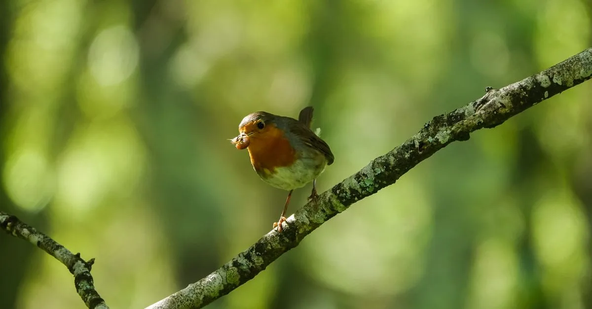 découvrez la symbolique du rouge-gorge, un oiseau porteur de messages spirituels, de renouveau et d'espoir dans diverses cultures.
