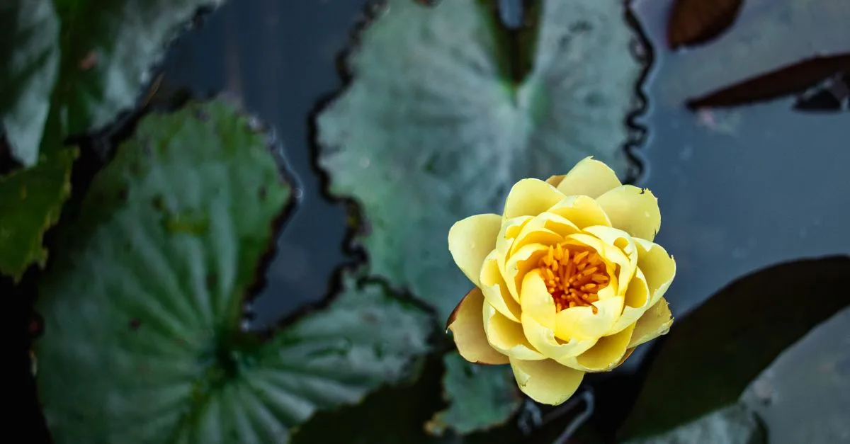 découvrez la beauté délicate du nénuphar, une fleur aquatique symbole de pureté et de sérénité, parfaite pour embellir vos étangs et jardins.