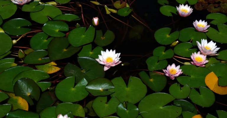découvrez la beauté élégante du nénuphar, une plante aquatique aux fleurs délicates qui embellit les jardins d'eau et les étangs.